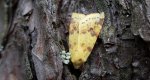 Xanthia icteritia