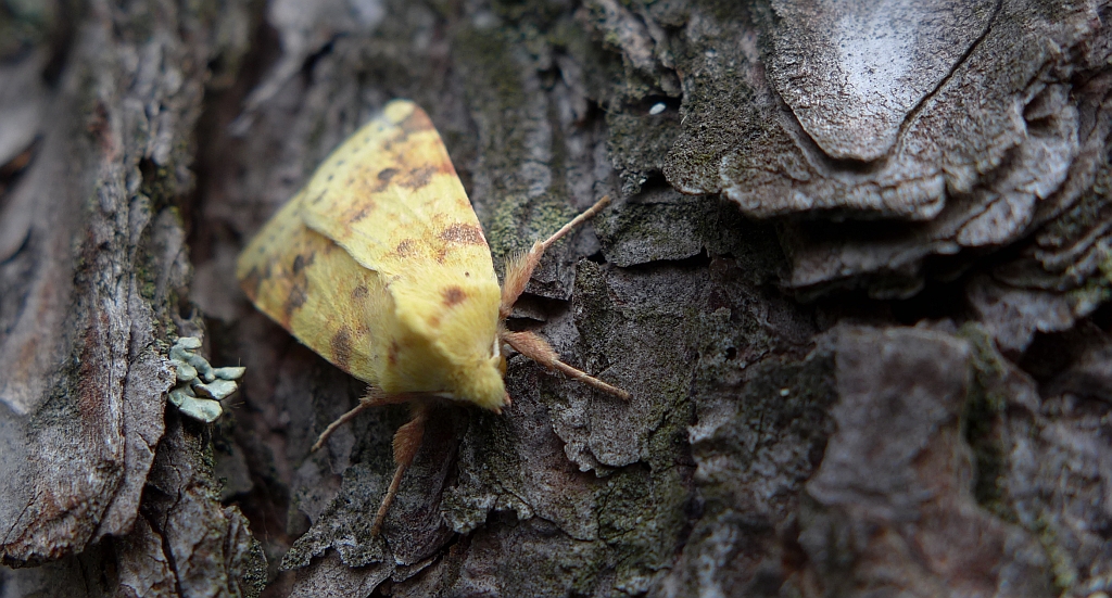 Xanthia icteritia