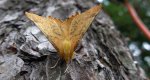 Latalec jesieniak (Ennomos autumnaria)