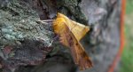 Latalec jesieniak (Ennomos autumnaria)