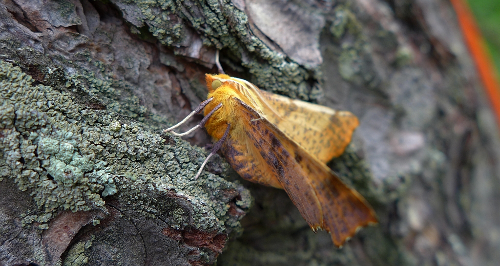 Latalec jesieniak (Ennomos autumnaria)