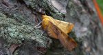 Latalec jesieniak (Ennomos autumnaria)