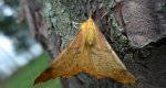 Latalec jesieniak (Ennomos autumnaria)