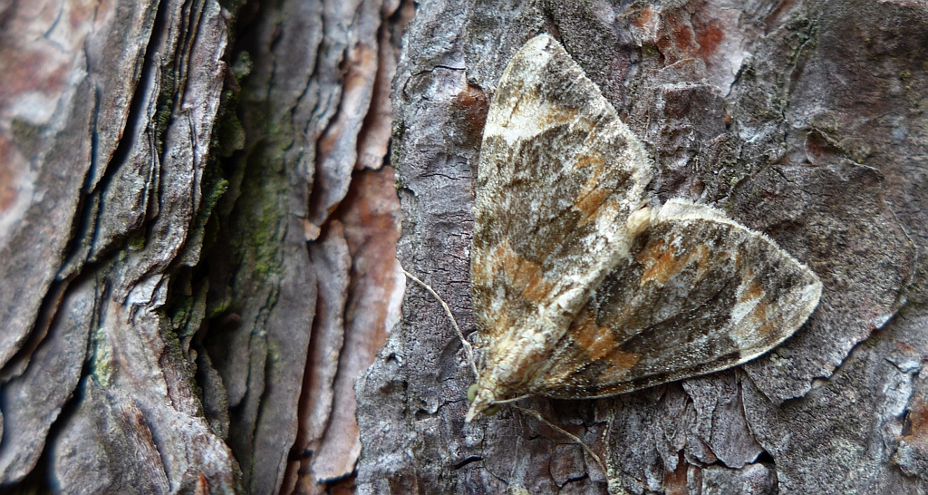 Paśnik cytryniak (Dysstroma citrata)