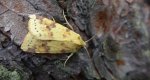 Xanthia icteritia