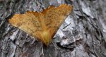 Latalec jesieniak (Ennomos autumnaria)