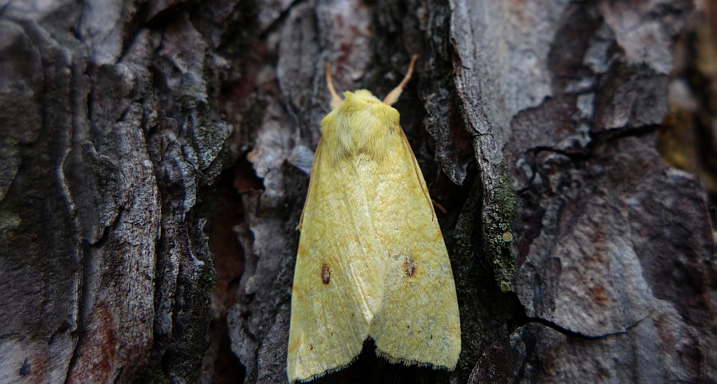 Xanthia icteritia