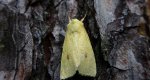 Xanthia icteritia