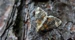 Paśnik cytryniak (Dysstroma citrata)