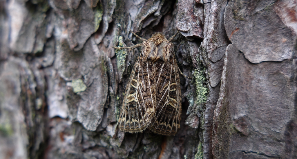 Piętnówka perzanka (Tholera decimalis)