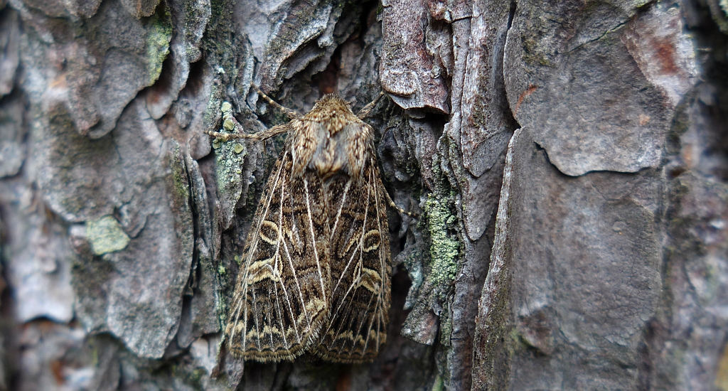Piętnówka perzanka (Tholera decimalis)