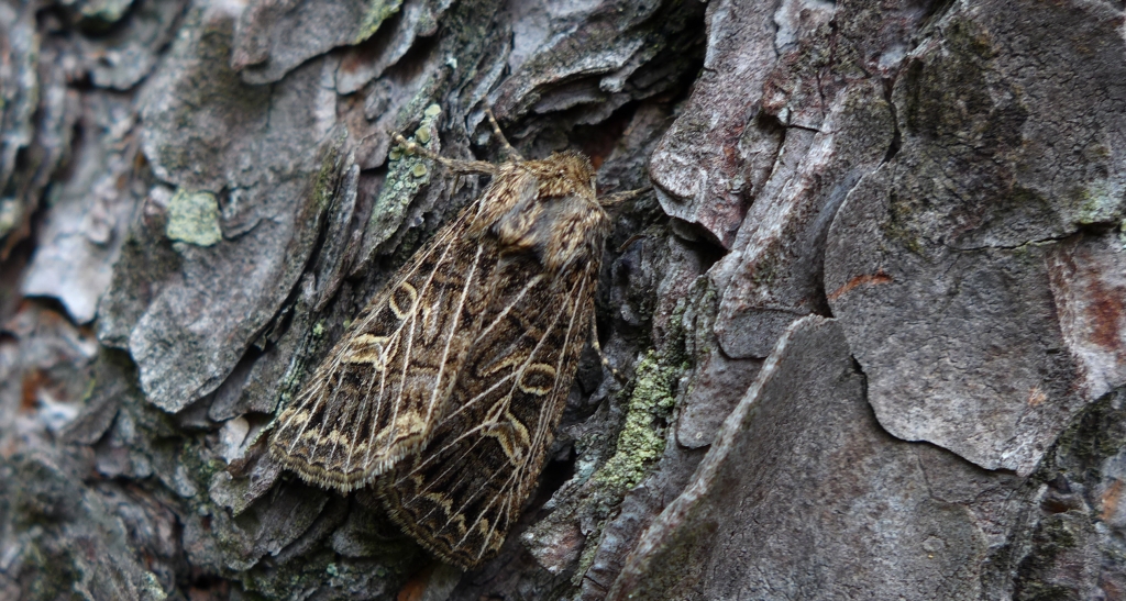 Piętnówka perzanka (Tholera decimalis)