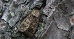 Piętnówka perzanka (Tholera decimalis)