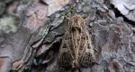 Piętnówka perzanka (Tholera decimalis)