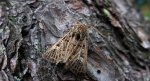 Piętnówka perzanka (Tholera decimalis)