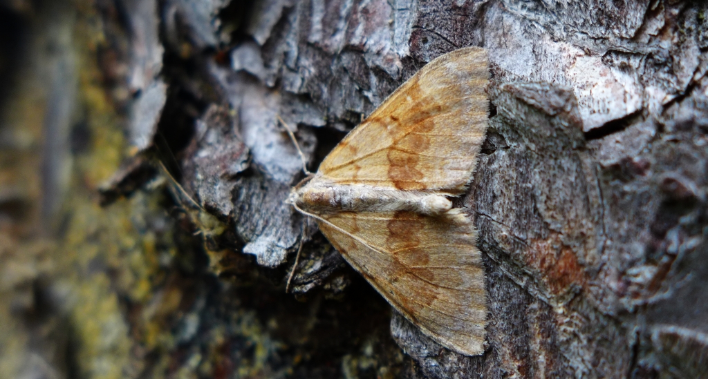 Paśnik sosnowiec (Thera obeliscata)