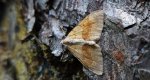 Paśnik sosnowiec (Thera obeliscata)