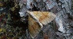 Paśnik sosnowiec (Thera obeliscata)