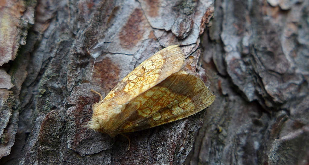 Gortyna flavago