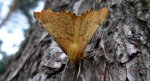Latalec jesieniak (Ennomos autumnaria)