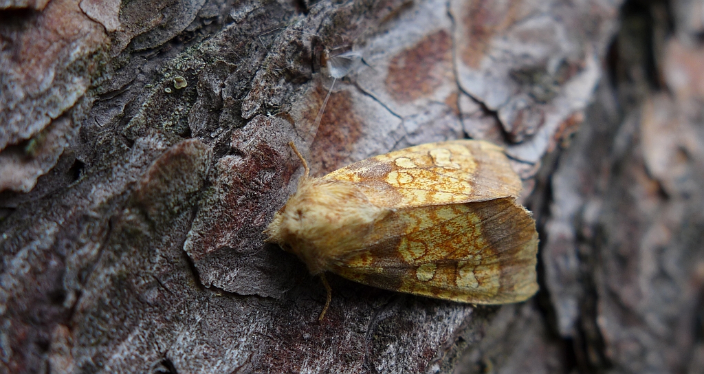Gortyna flavago