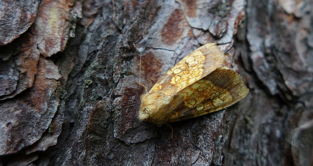 Gortyna flavago