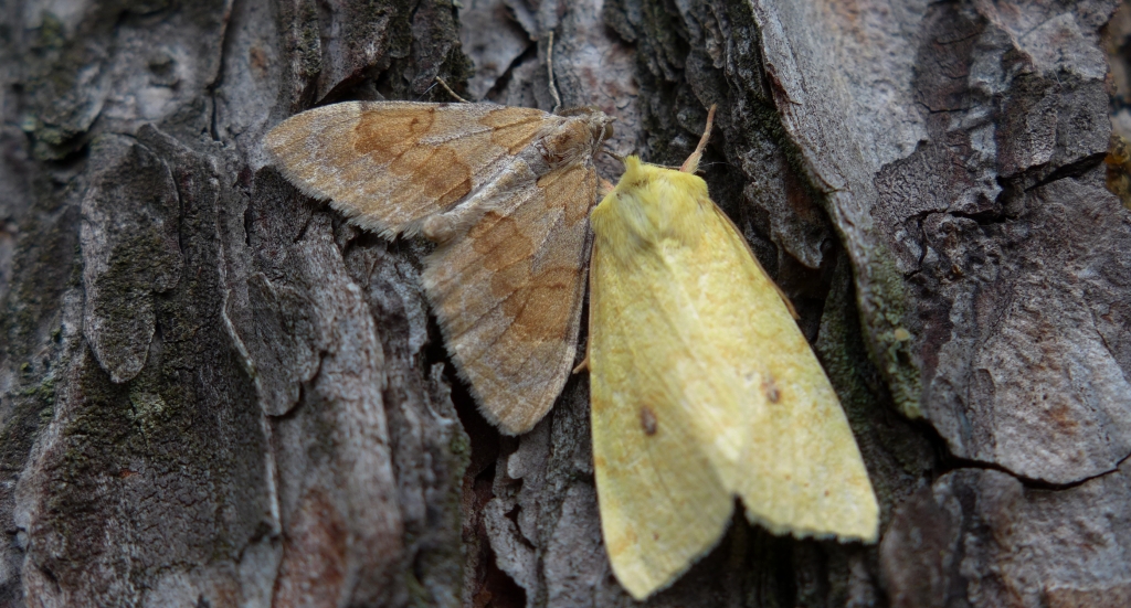 Paśnik sosnowiec (Thera obeliscata)  i Xanthia icteritia