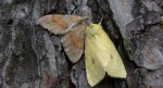 Paśnik sosnowiec (Thera obeliscata)  i Xanthia icteritia