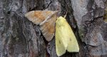 Paśnik sosnowiec (Thera obeliscata) i Xanthia icteritia