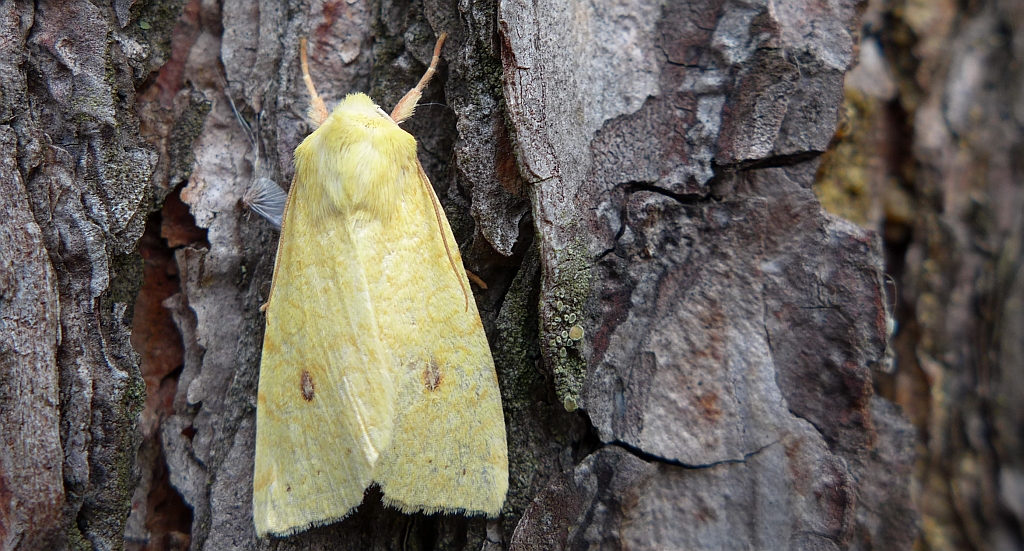 Xanthia icteritia