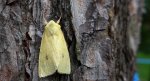 Xanthia icteritia
