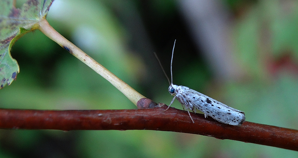 Yponomeuta plumbella
