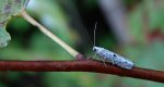 Yponomeuta plumbella