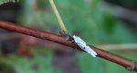 Yponomeuta plumbella
