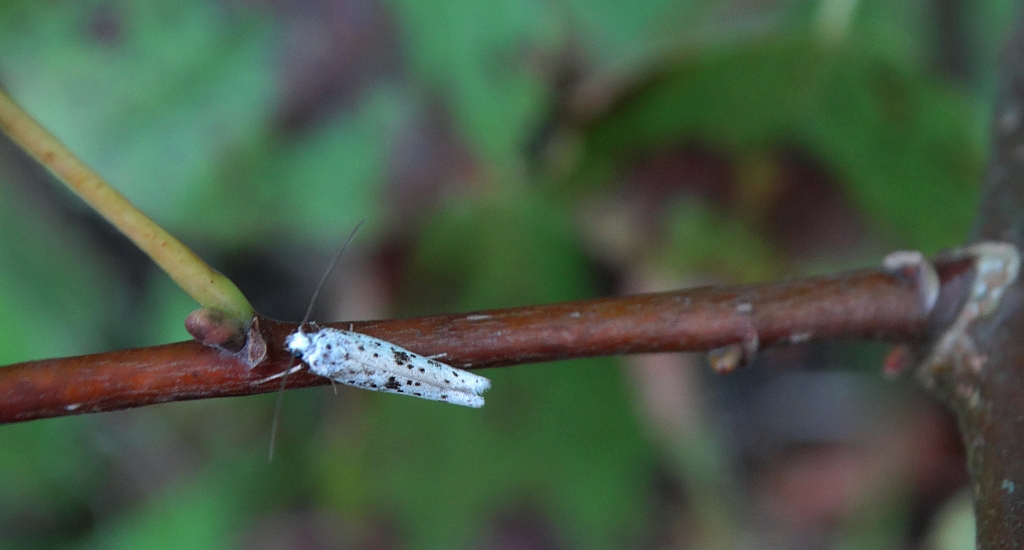 Yponomeuta plumbella