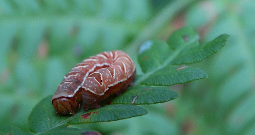 Callopistria juventina