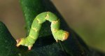 Świerzbik nakropek (Cyclophora punctaria)