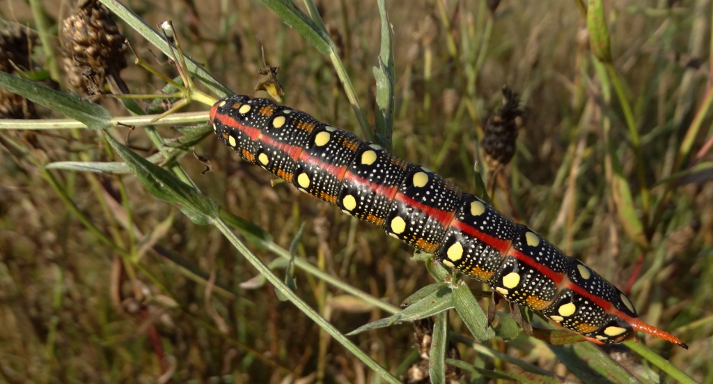 Zmrocznik wilczomleczek (Hyles euphorbiae)
