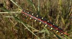 Zmrocznik wilczomleczek (Hyles euphorbiae)