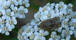 Zwójka różóweczka (Archips rosana) lub Choristoneura hebenstreitella