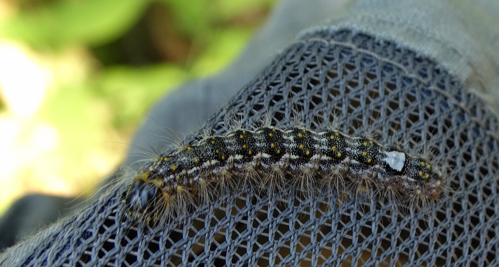 Wieczernica topolówka (Subacronicta megacephala)
