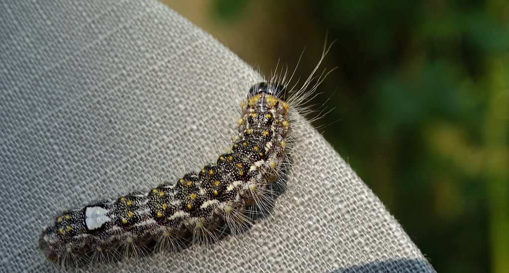 Wieczernica topolówka (Subacronicta megacephala)