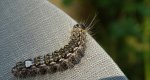 Wieczernica topolówka (Subacronicta megacephala)