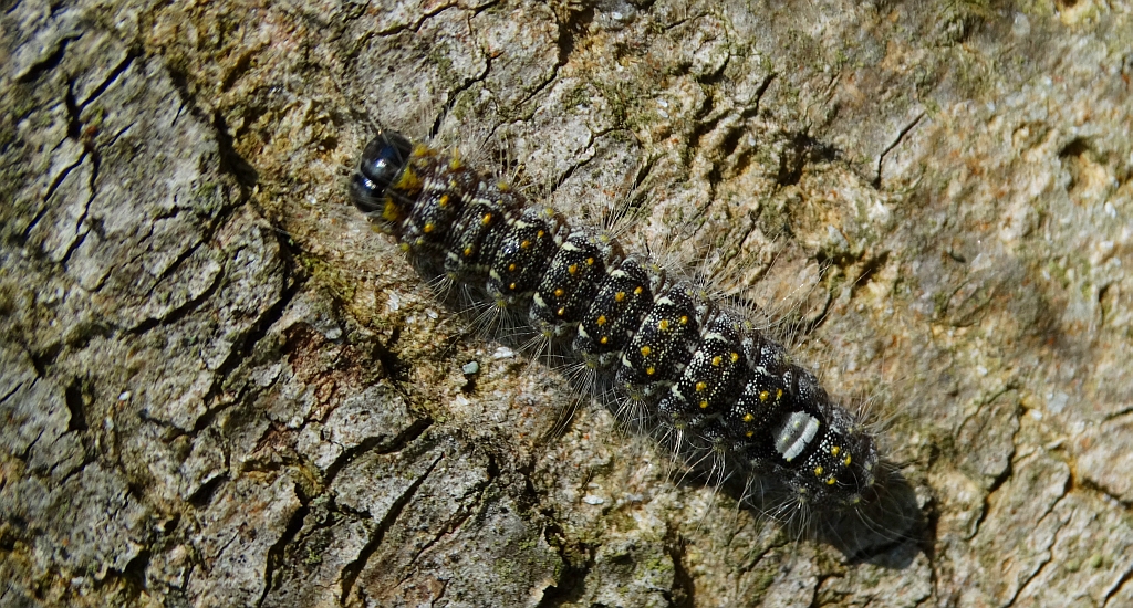 Wieczernica topolówka (Subacronicta megacephala)