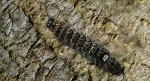 Wieczernica topolówka (Subacronicta megacephala)
