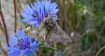 Autographa mandarina