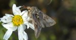 Autographa mandarina