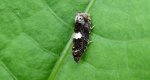 Dichrorampha sequana lub Epiblema sticticana