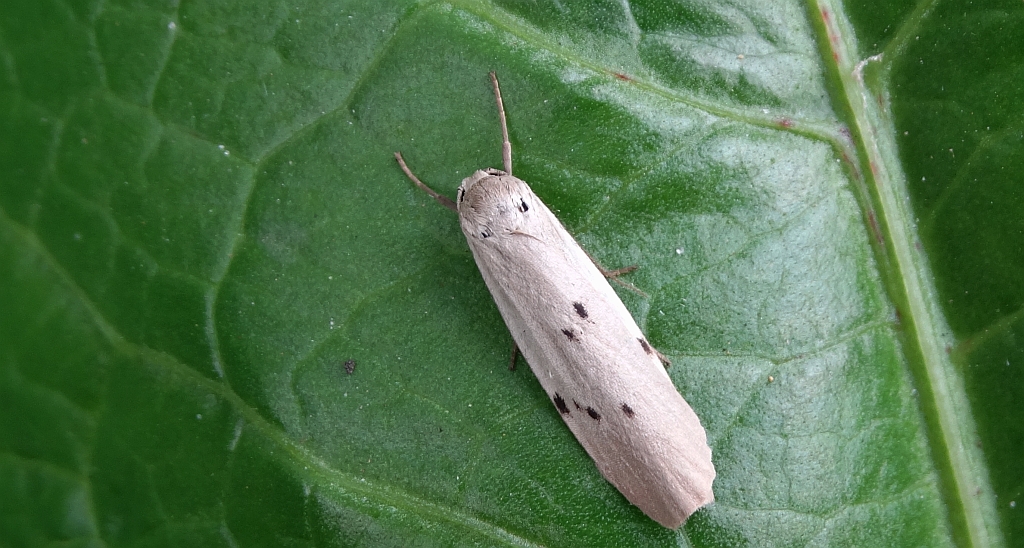 Fałdówka mokrzyca (Pelosia muscerda)