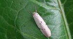 Fałdówka mokrzyca (Pelosia muscerda)